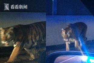 最新爆料斩虎事件视频播放,惊心动魄的生死较量